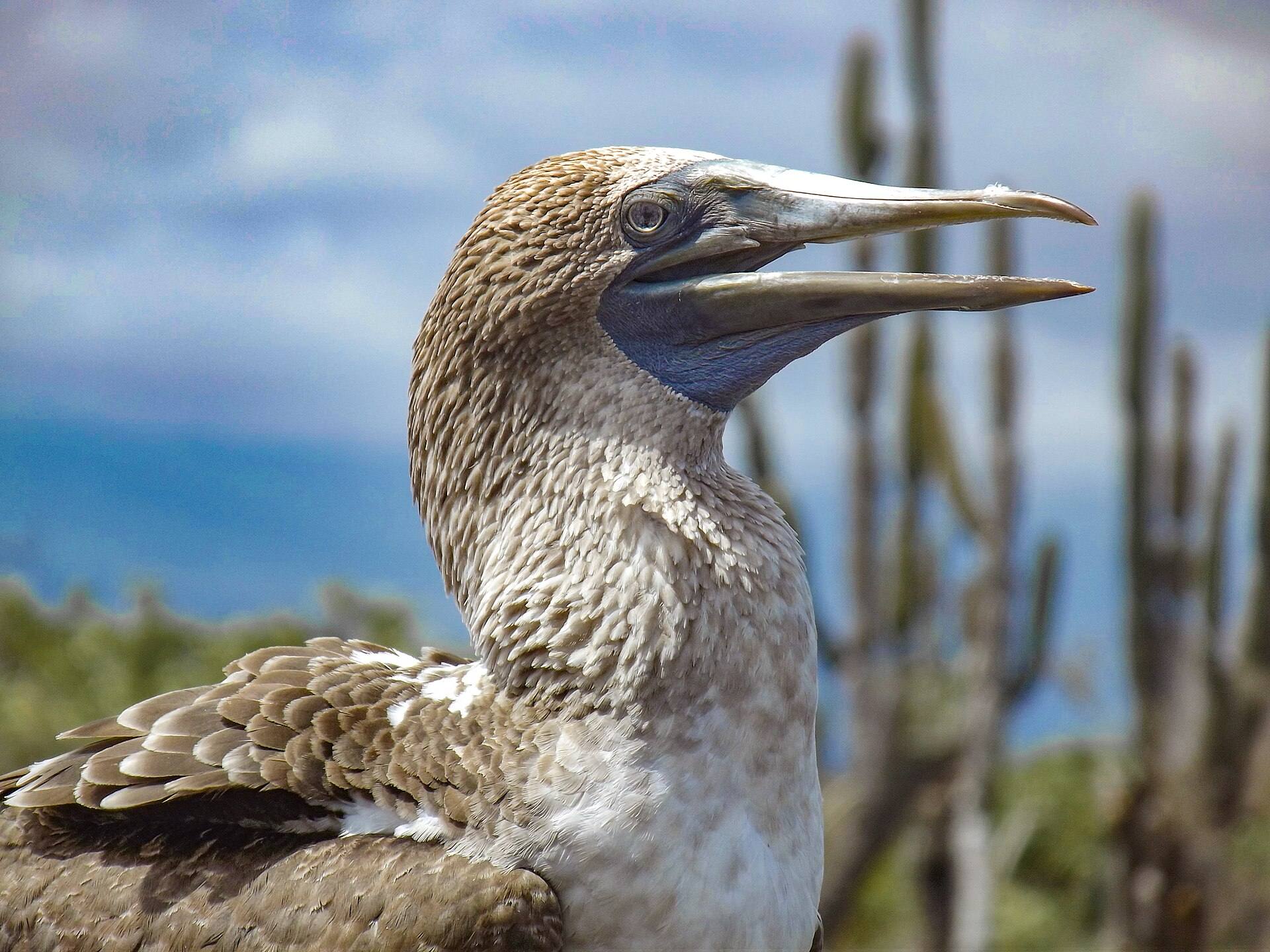 Close view of a booby photographed at Los Túneles on Isabela
